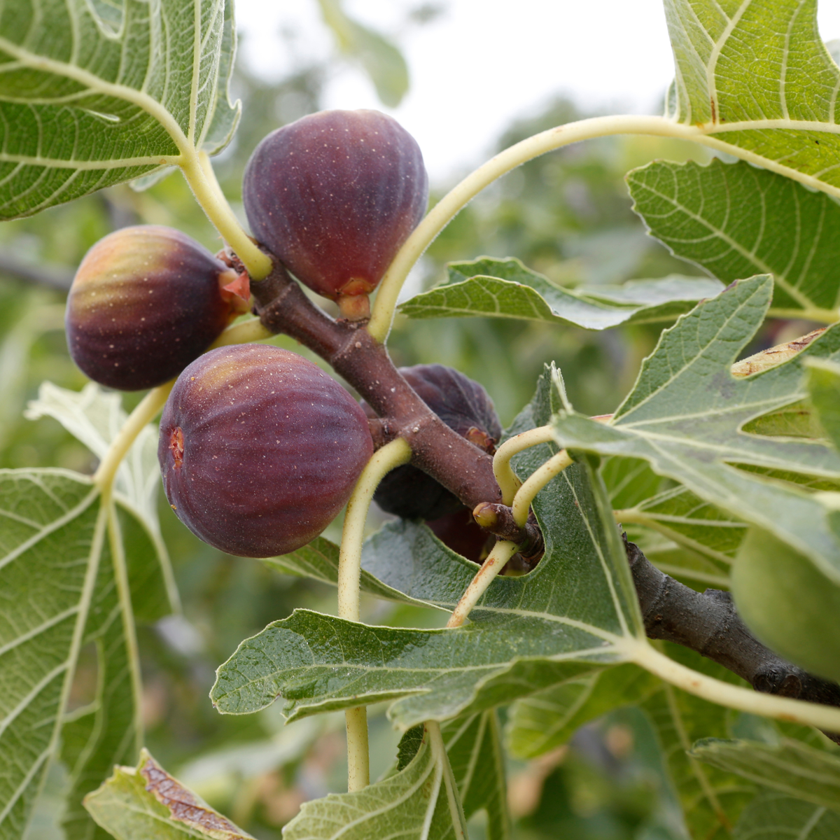 Figuier de Barbarie - Set de 2 - Ficus carica 'Brown Turkey' - H25-40cm - ⌀9cm