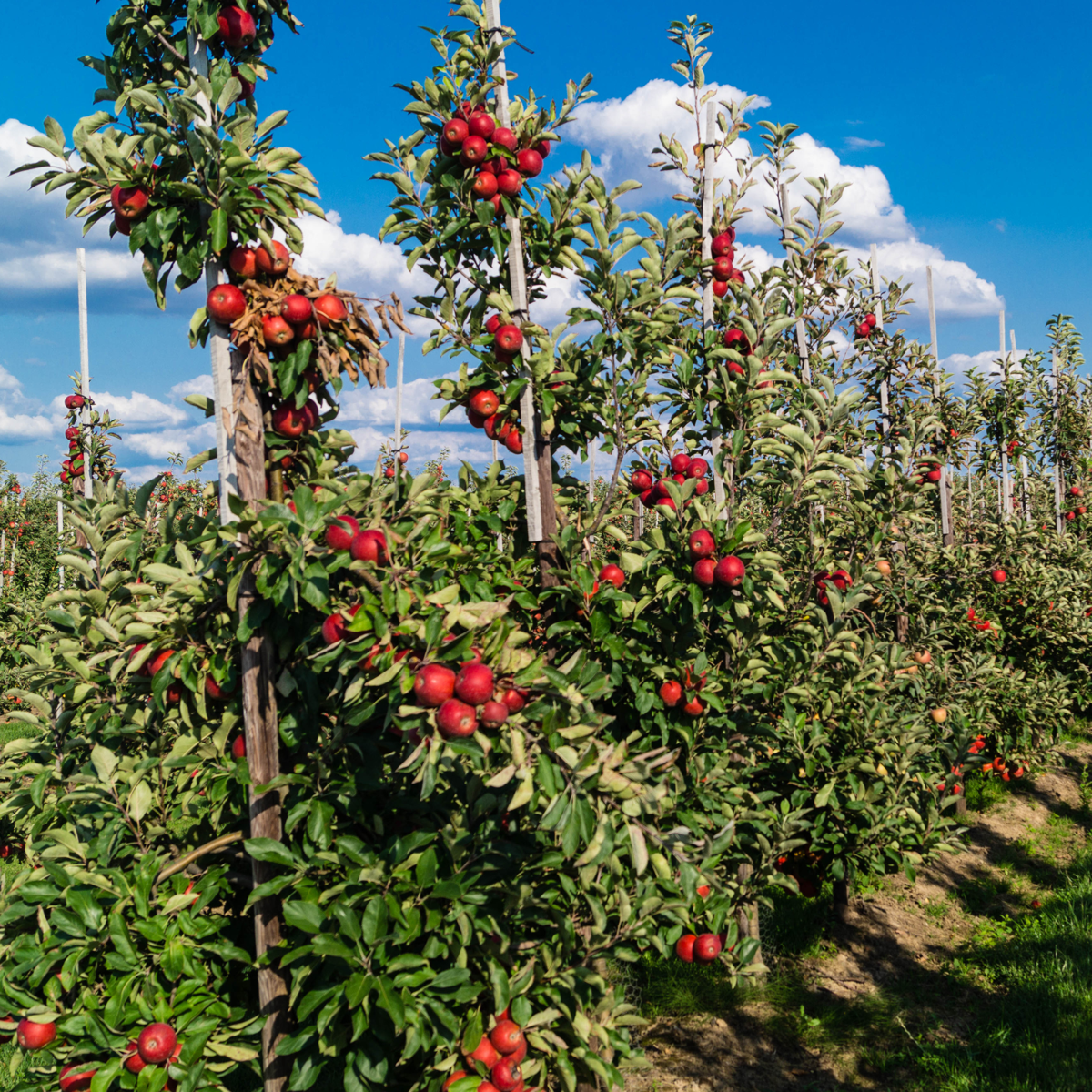 Mélange d'arbres fruitiers - Set de 8 - Malus, Pryus, Prunus - H60-70cm - ⌀9cm