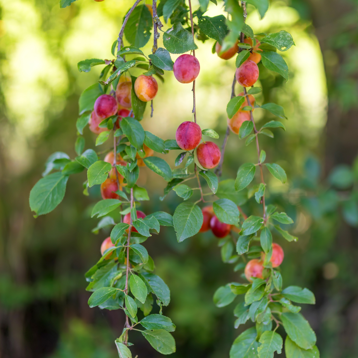 Mélange d'arbres fruitiers - Set de 8 - Malus, Pryus, Prunus - H60-70cm - ⌀9cm