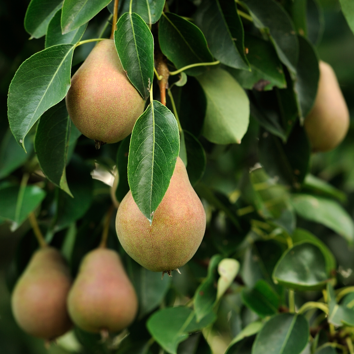 Arbres fruitiers -  x16 - Pommier, Cerisier, Poirier et Prunier - 60-70cm - ⌀9cm