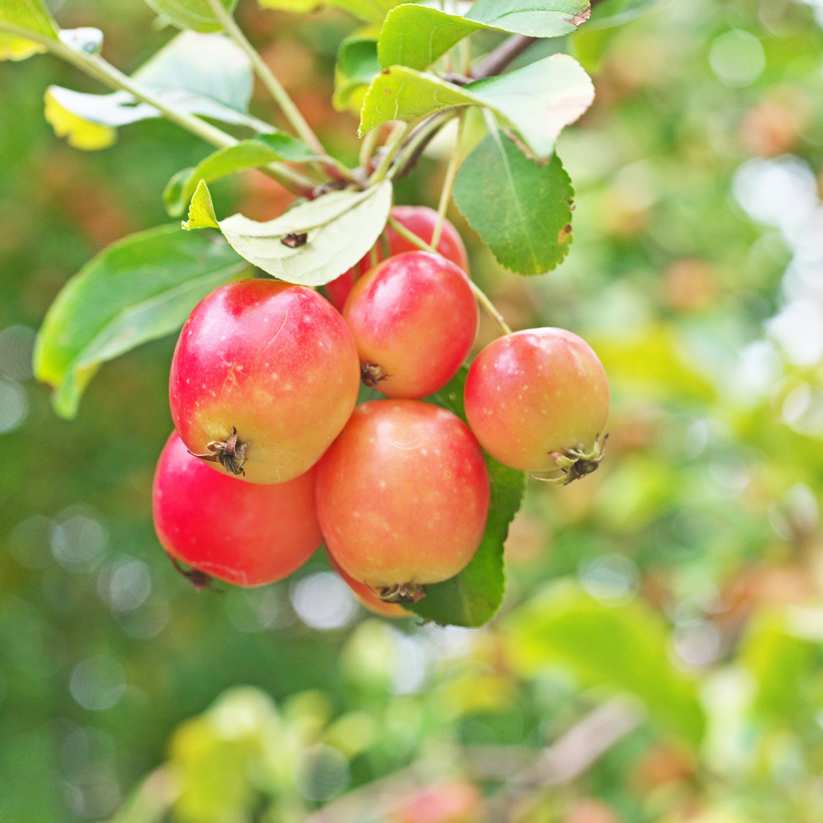 Mélange d'arbres fruitiers - Set de 8 - Malus, Pryus, Prunus - H60-70cm - ⌀9cm