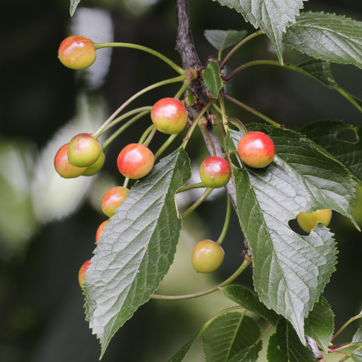 Mélange d'arbres fruitiers - Set de 8 - Malus, Pryus, Prunus - H60-70cm - ⌀9cm