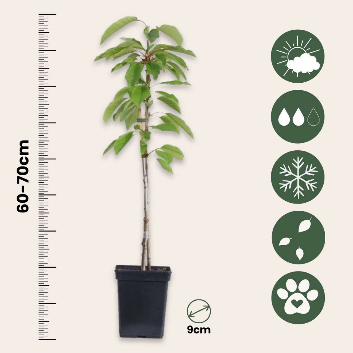 Mélange d'arbres fruitiers - Set de 8 - Malus, Pryus, Prunus - H60-70cm - ⌀9cm