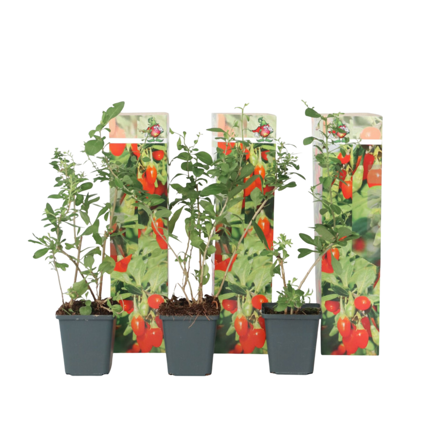 Baie de Goji - Set de 3 - Lycium barbarum - Hauteur 25-40cm - ⌀9cm
