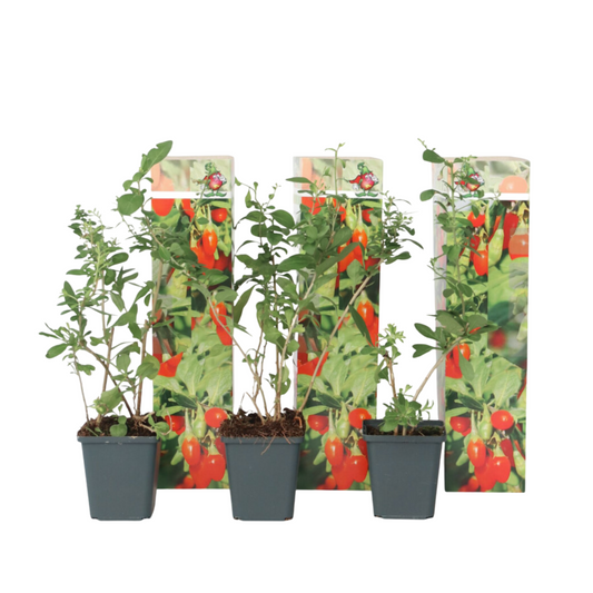 Baie de Goji - Set de 3 - Lycium barbarum - Hauteur 25-40cm - ⌀9cm