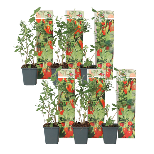 Baie de Goji - Set de 6 - Lycium barbarum - Hauteur 25-40cm - ⌀9cm