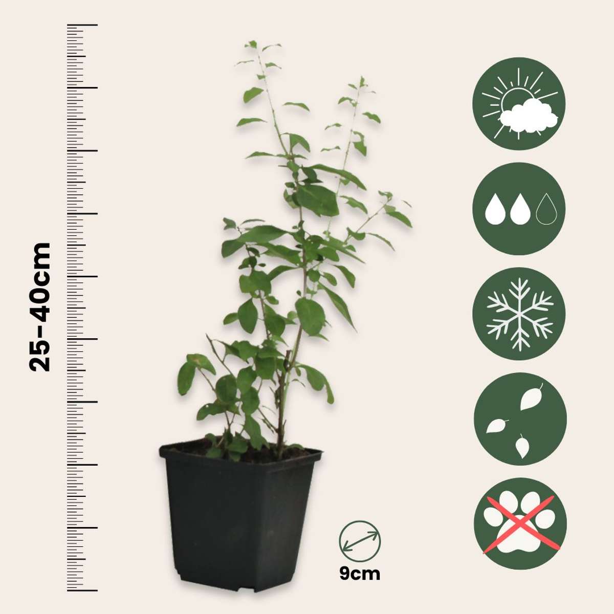 Baie de Goji - Set de 6 - Lycium barbarum - Hauteur 25-40cm - ⌀9cm
