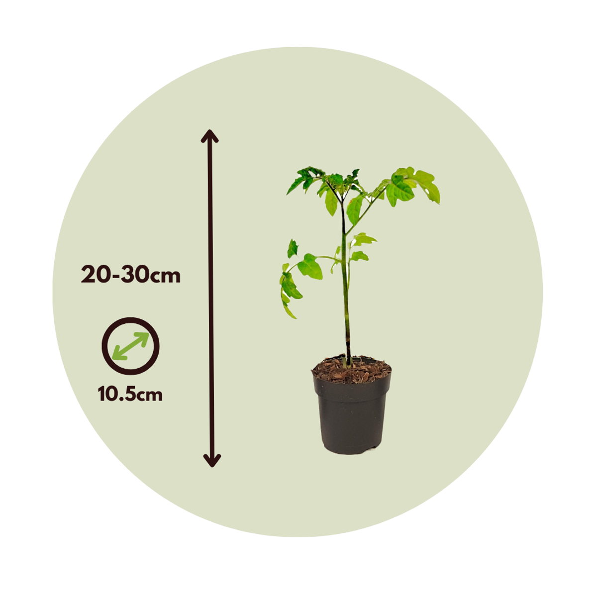 Tomate de terre - Set de 3 - Lycopersicon 'Heartbreaker' - H20-30cm - ⌀10,5cm