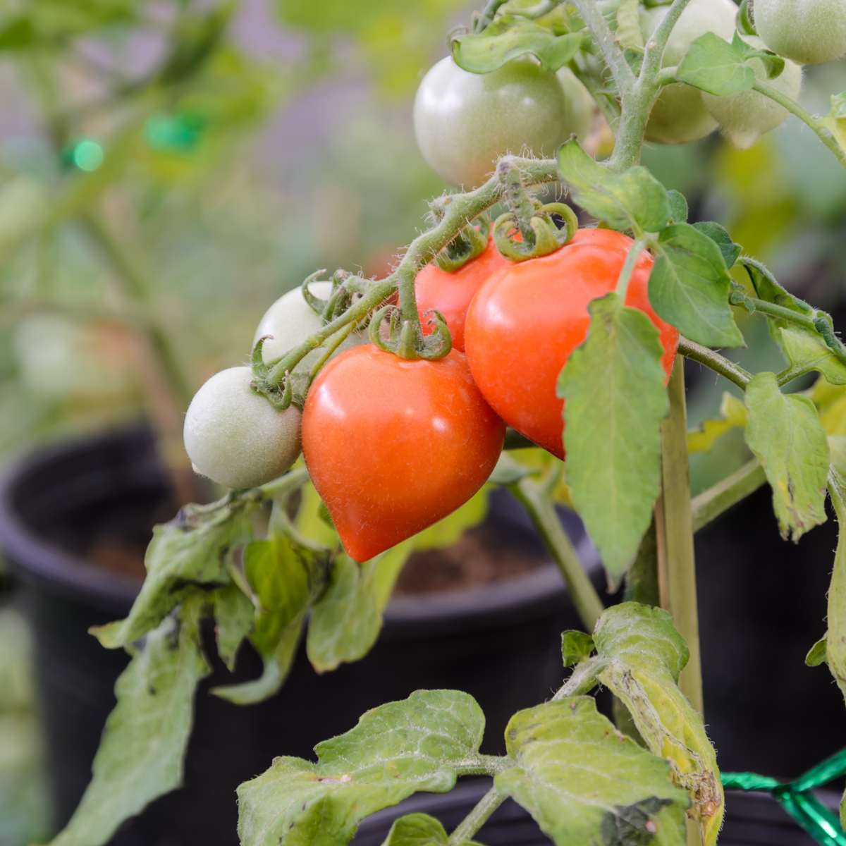 Tomate de terre - Set de 6 - Lycopersicon 'Heartbreaker' - H20-30cm - ⌀10,5cm