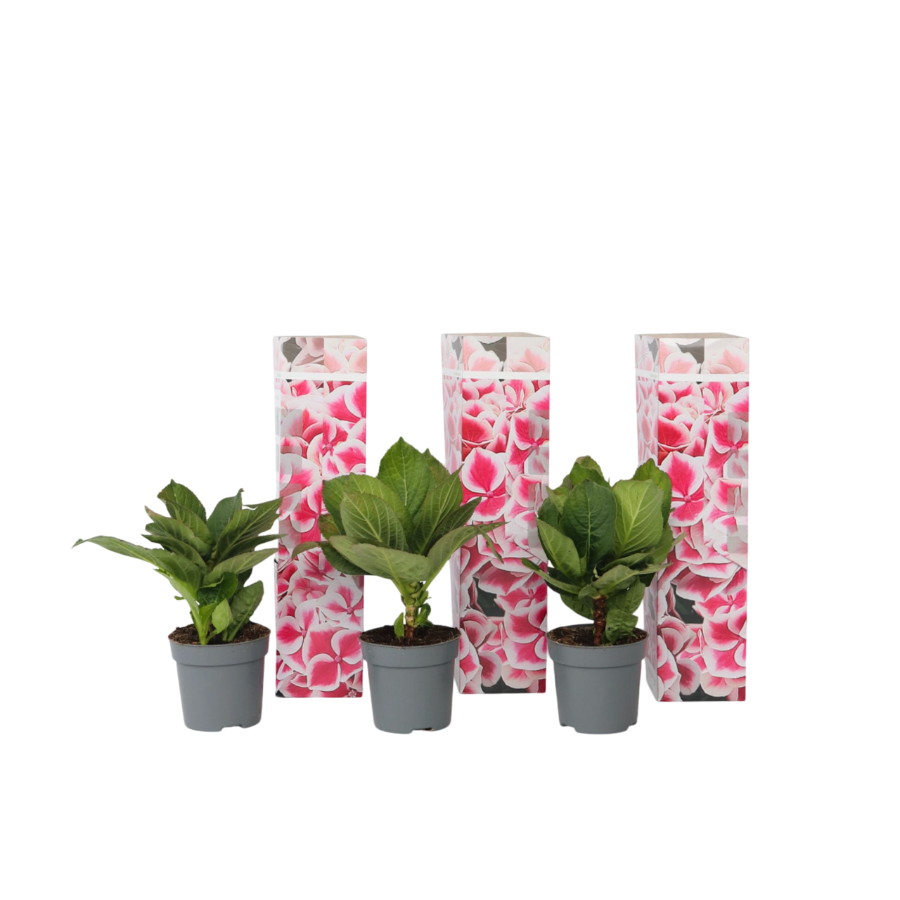Hortensia - Set de 3 - Hydrangea macrophylla 'Camilla' - Hauteur 25-40cm - ⌀9cm - TD Plantz