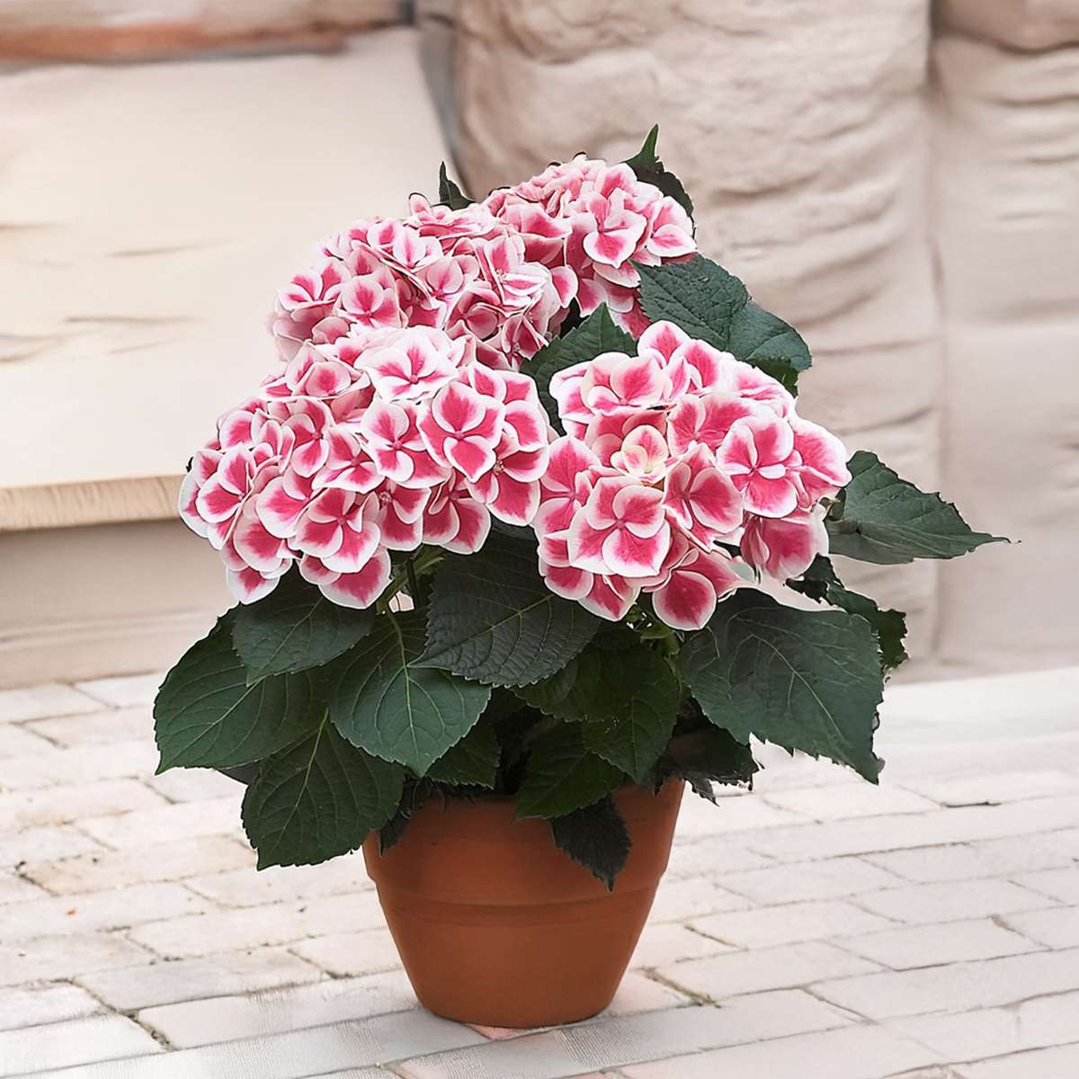 Hortensia - Set de 6 - Hydrangea macrophylla 'Camilla' - Hauteur 25-40cm - ⌀9cm - TD Plantz