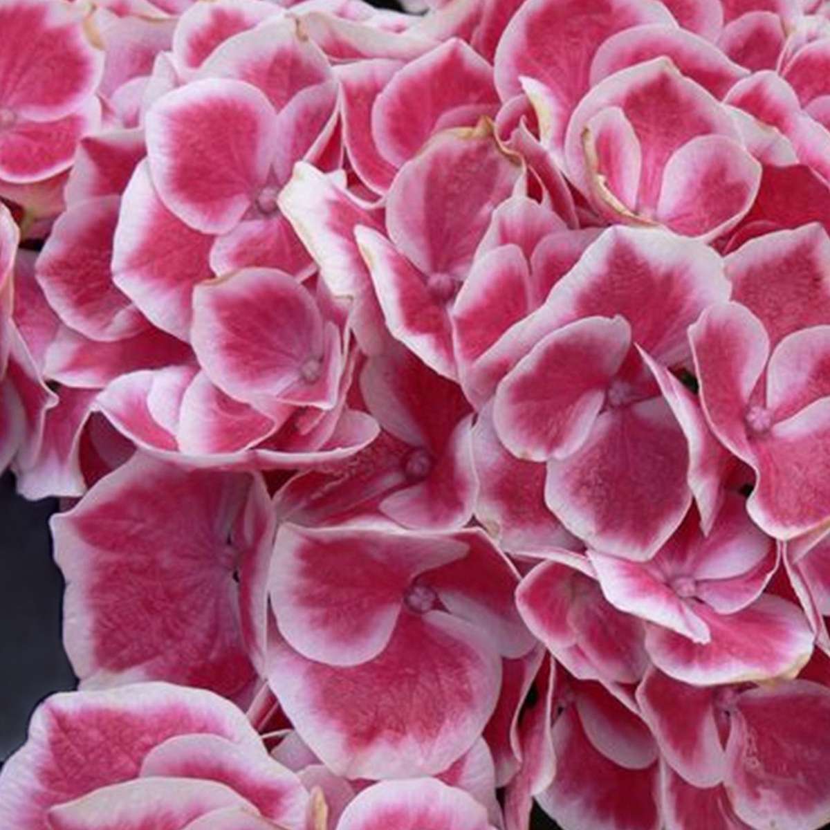 Hortensia - Set de 6 - Hydrangea macrophylla 'Camilla' - Hauteur 25-40cm - ⌀9cm - TD Plantz