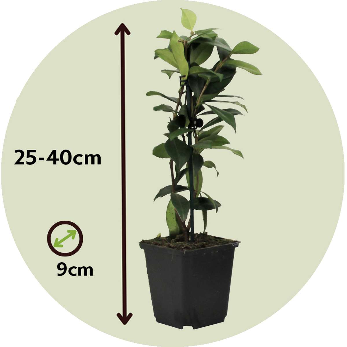Star of Jasmine - 6 pcs. - Trachelospermum jasminoides - Height 25-40cm - ⌀9cm