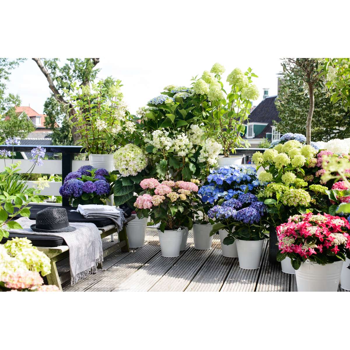 Hortensia - Set de 6 - Hydrangea macrophylla - Hauteur 25-40cm - ⌀10,5cm