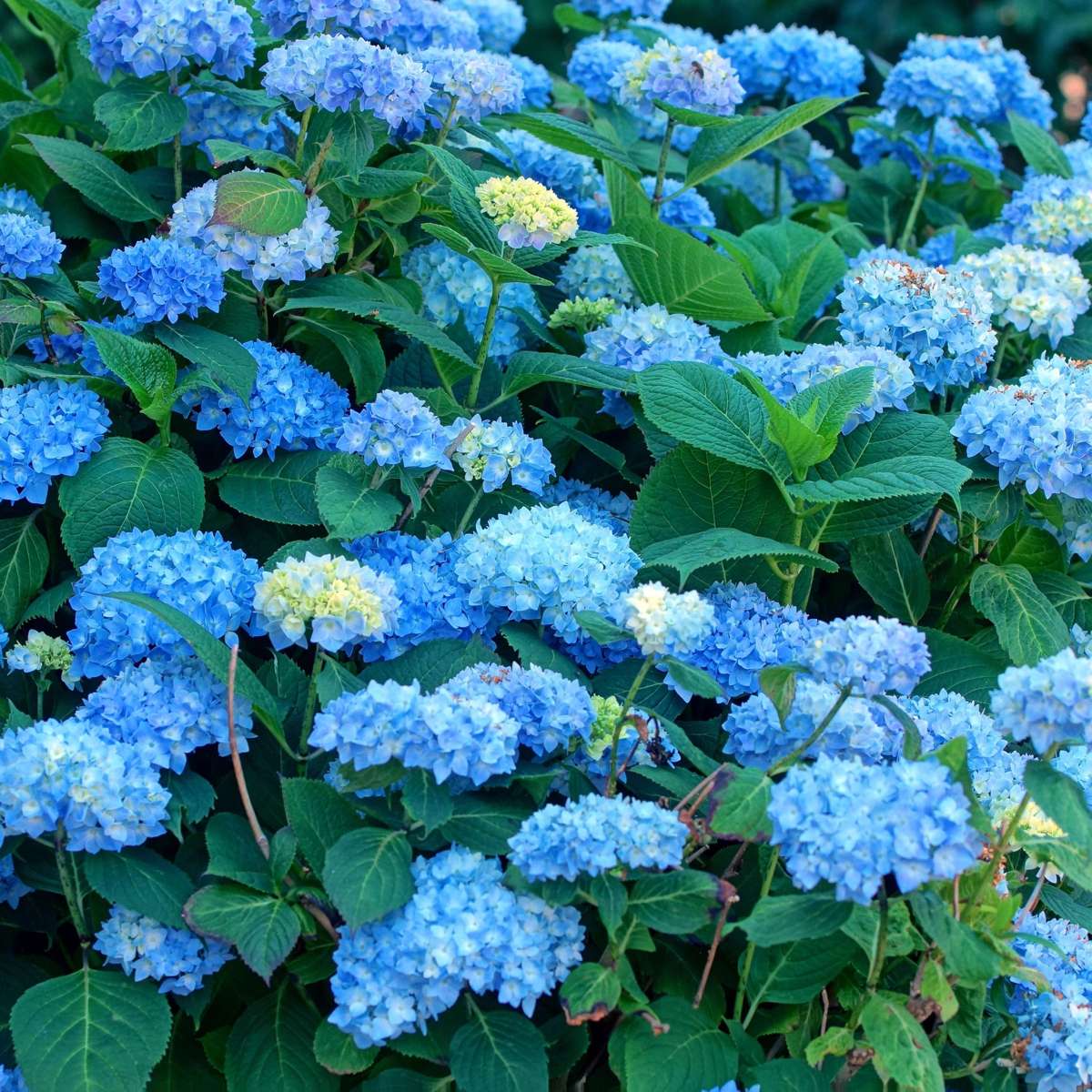 Hortensia - Set de 6 - Hydrangea macrophylla 'Early Blue' - H25-40cm - ⌀9cm