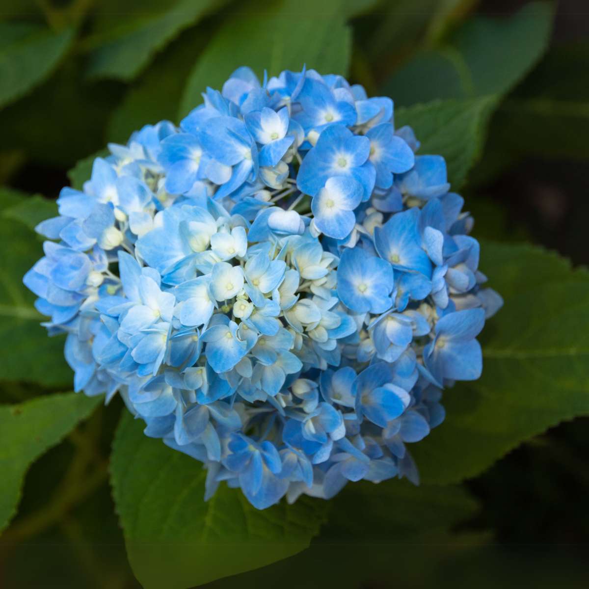 Hortensia - Set de 6 - Hydrangea macrophylla 'Early Blue' - H25-40cm - ⌀9cm