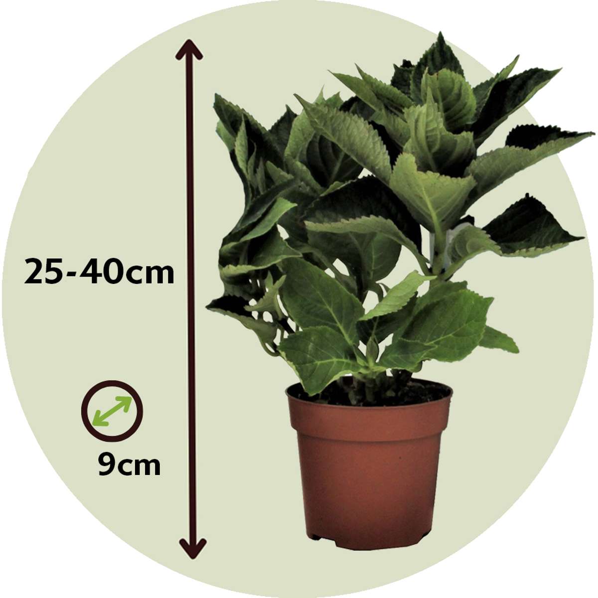 Hortensia - 6 pcs. - Hydrangea macrophylla 'Wudu' - Height 25-40cm - ⌀9cm