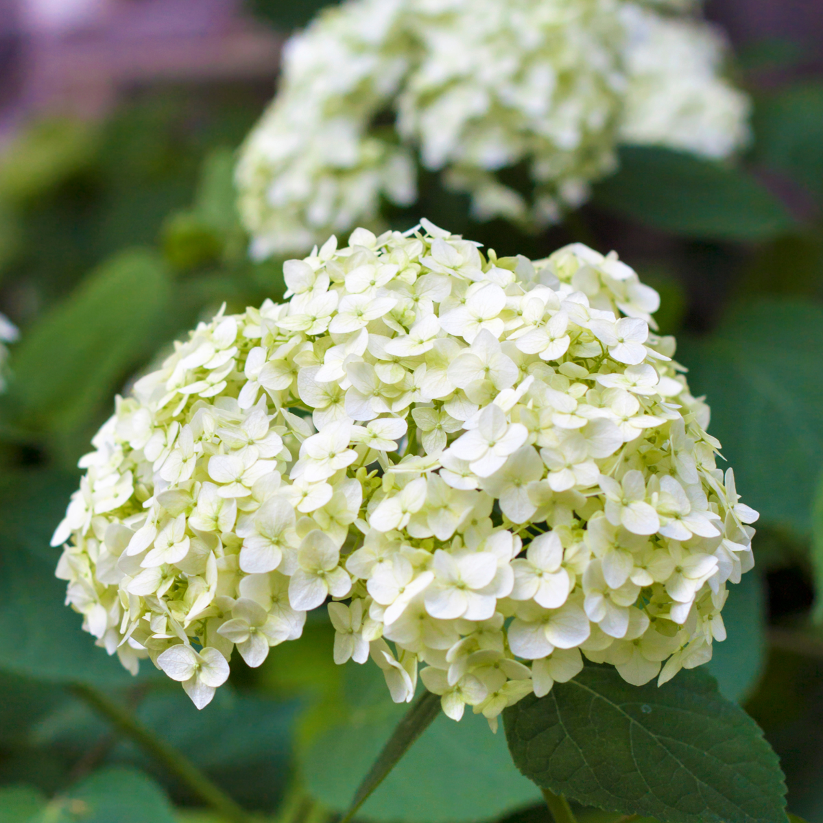 Hortensia - Set de 3 - Hydrangea macrophylla - Hauteur 25-40cm - ⌀9cm