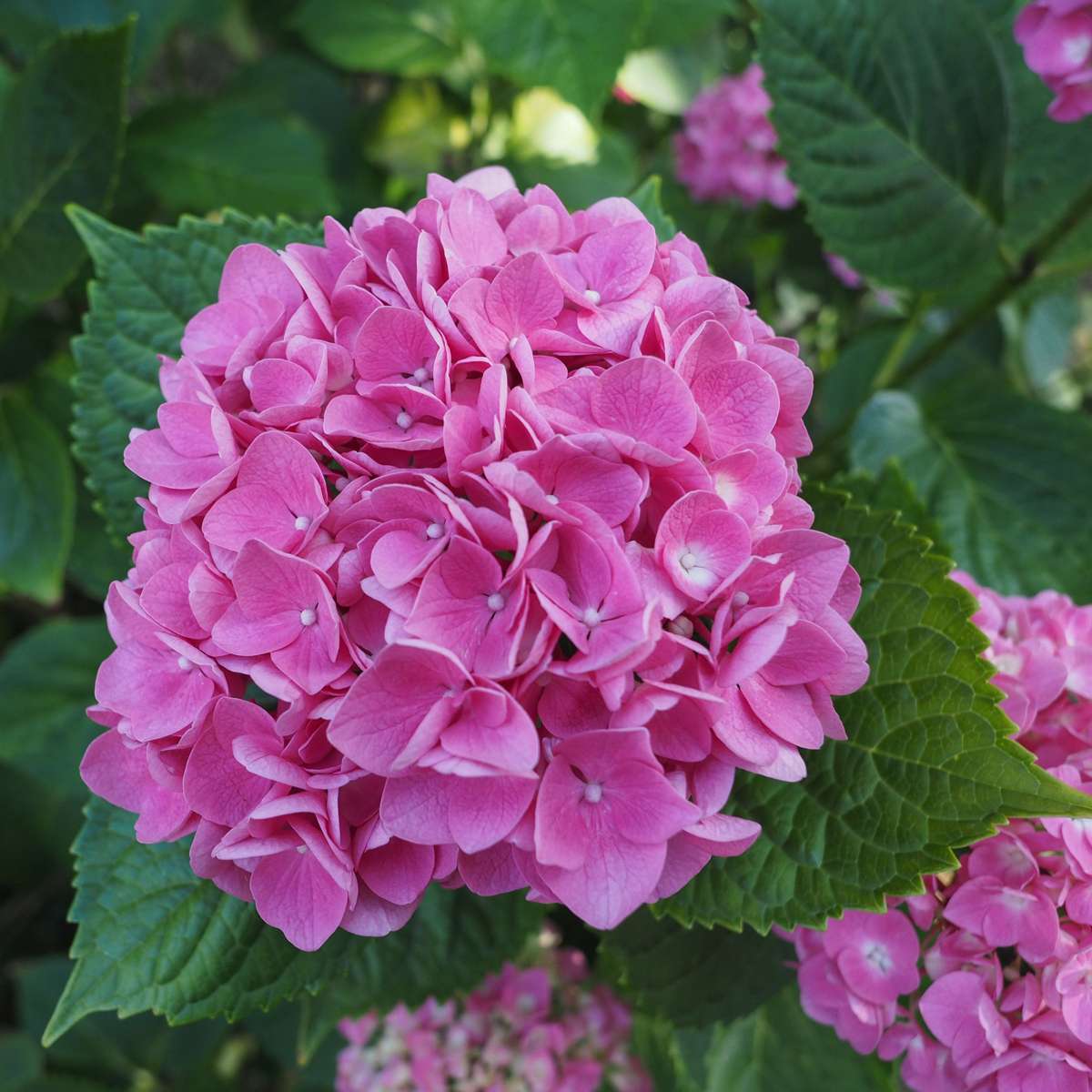 Hortensia - Set de 3 - Hydrangea macrophylla 'Early Pink' - H25-40cm - ⌀9cm - TD Plantz