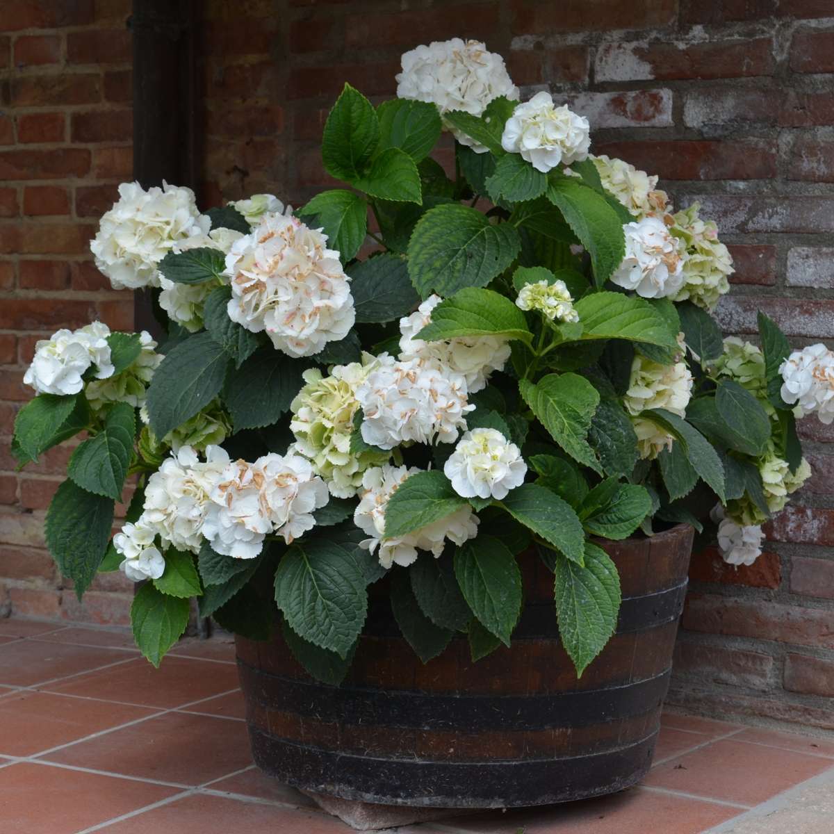 Hortensia - Set de 6 - Hydrangea macrophylla teller 'Benxi' - H25-40cm - ⌀9cm - TD Plantz