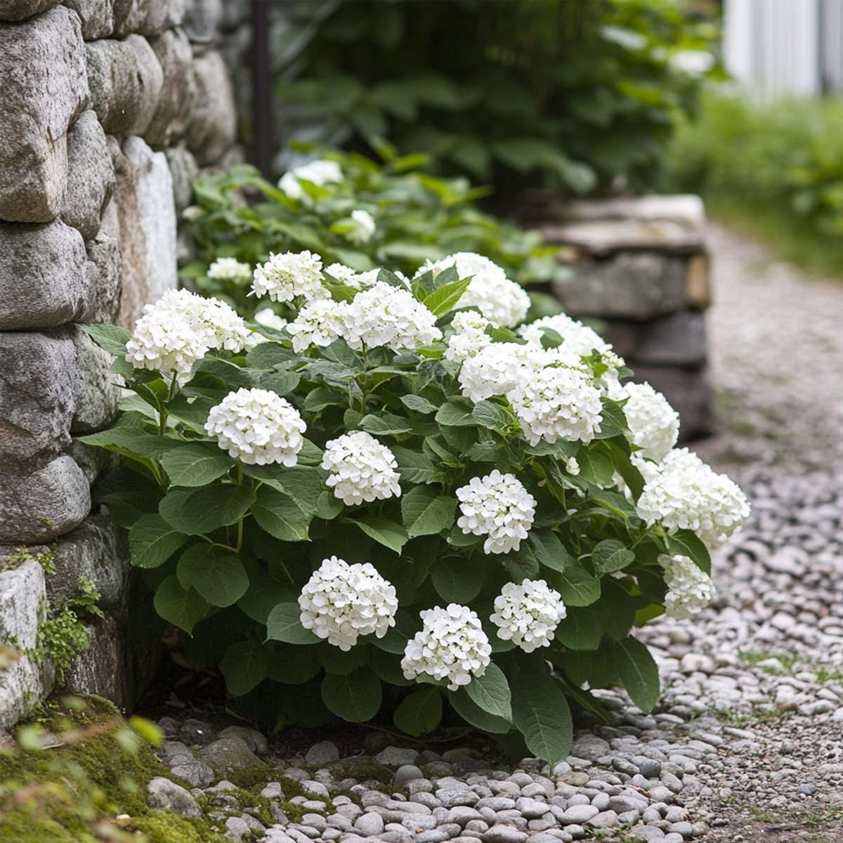 Hortensia - Set de 6 - Hydrangea macrophylla teller 'Benxi' - H25-40cm - ⌀9cm - TD Plantz