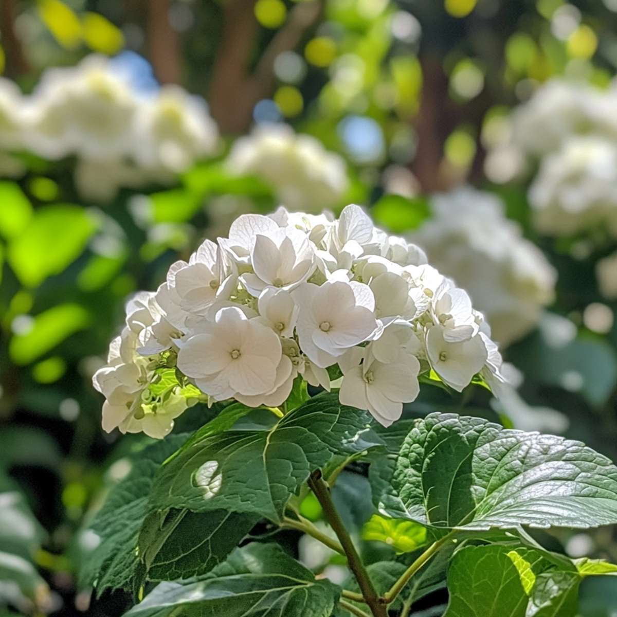 Hortensia - Set de 6 - Hydrangea macrophylla teller 'Benxi' - H25-40cm - ⌀9cm - TD Plantz
