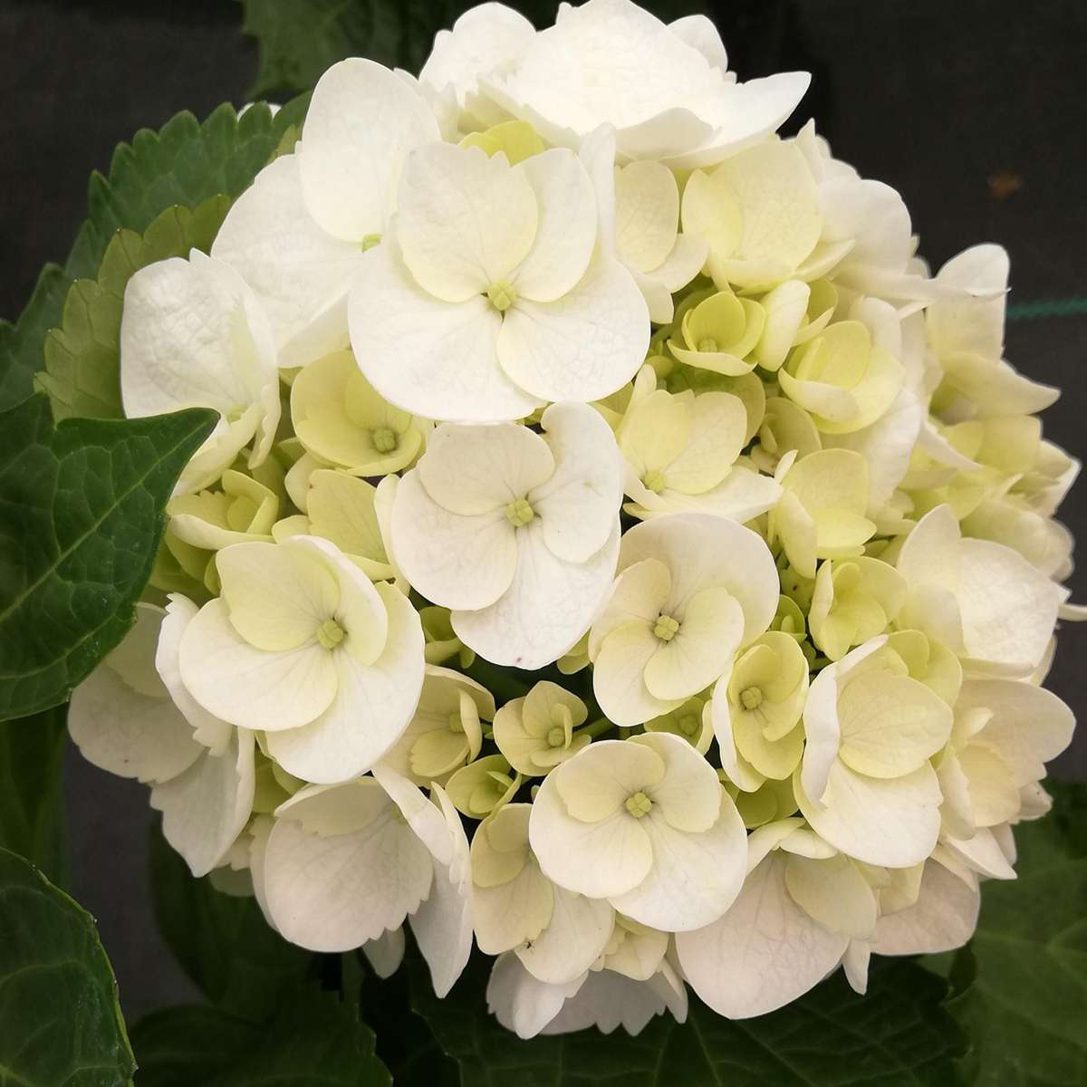 Hortensia - Set de 6 - Hydrangea macrophylla teller 'Benxi' - H25-40cm - ⌀9cm - TD Plantz