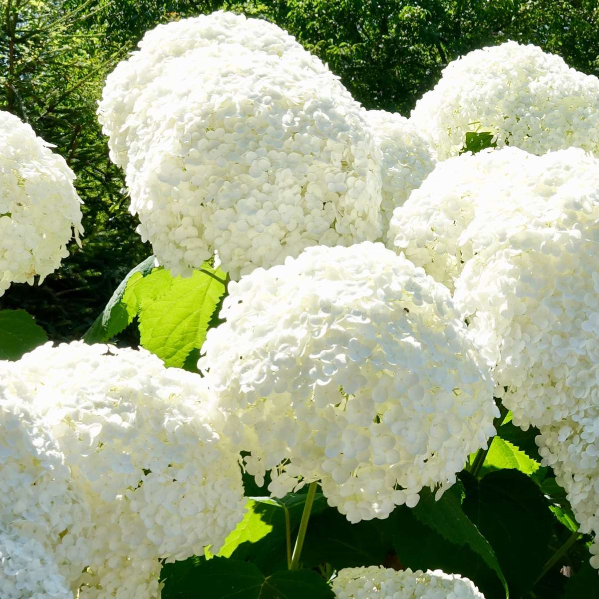 Hortensia - Set de 6 - Hydrangea macrophylla - Hauteur 25-40cm - ⌀9cm