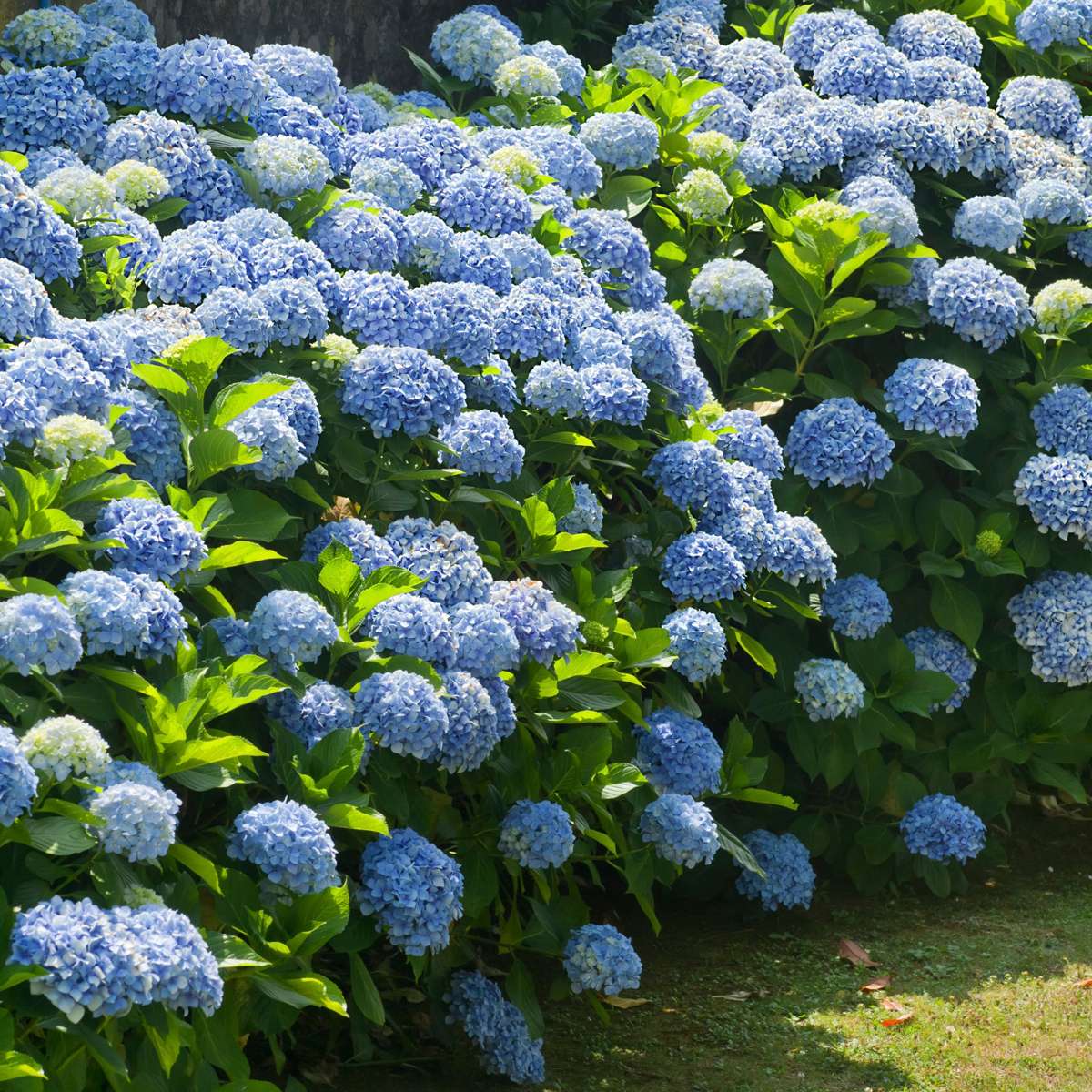 Hortensia - Set de 3 - Hydrangea macrophylla - Hauteur 25-40cm - ⌀9cm