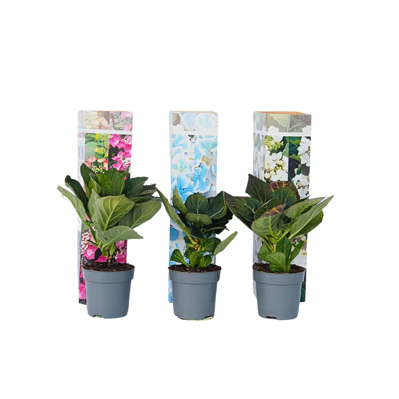 Hortensia - Set de 3 - Hydrangea macrophylla - Hauteur 25-40cm - ⌀9cm