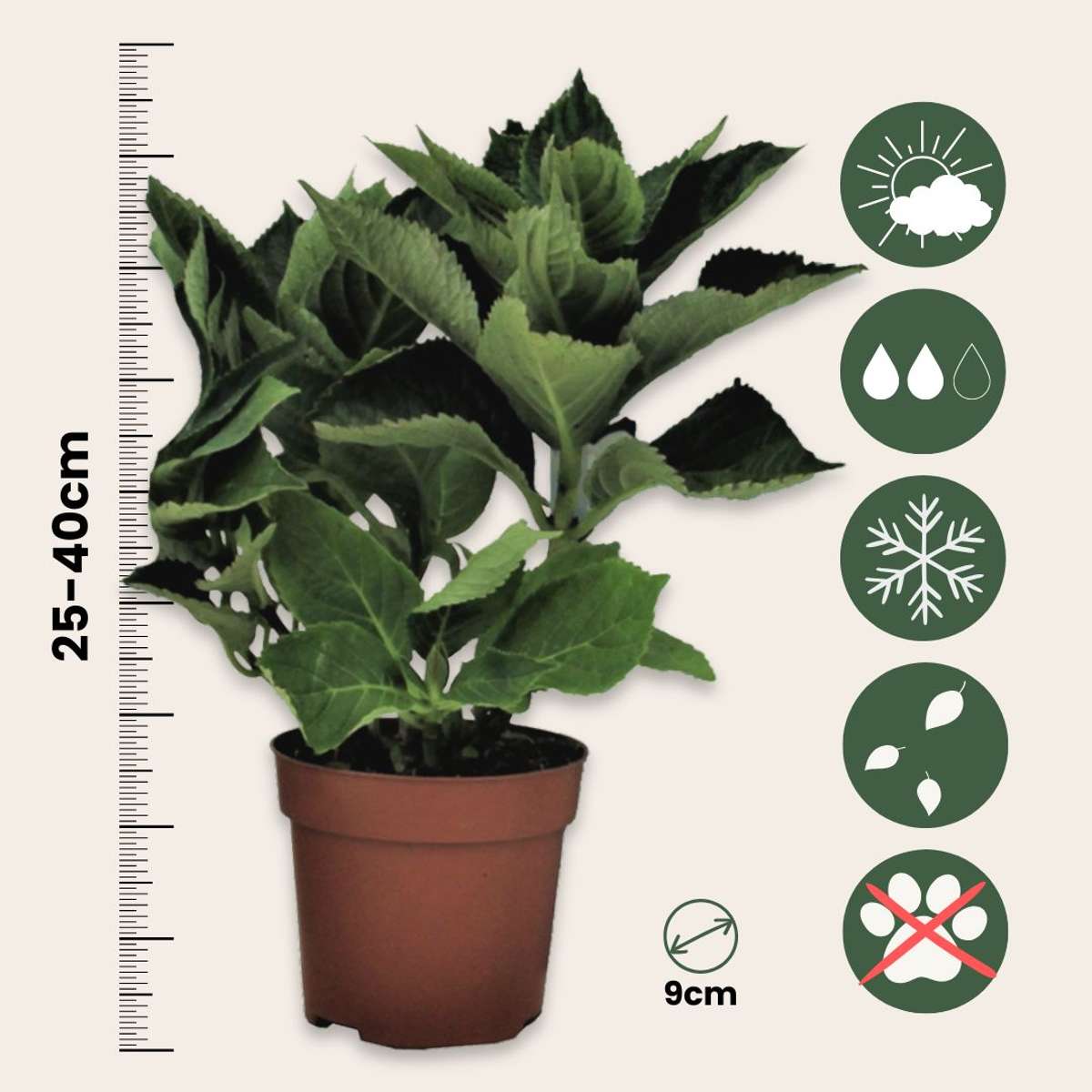 Hortensia - Set de 3 - Hydrangea macrophylla - Hauteur 25-40cm - ⌀9cm