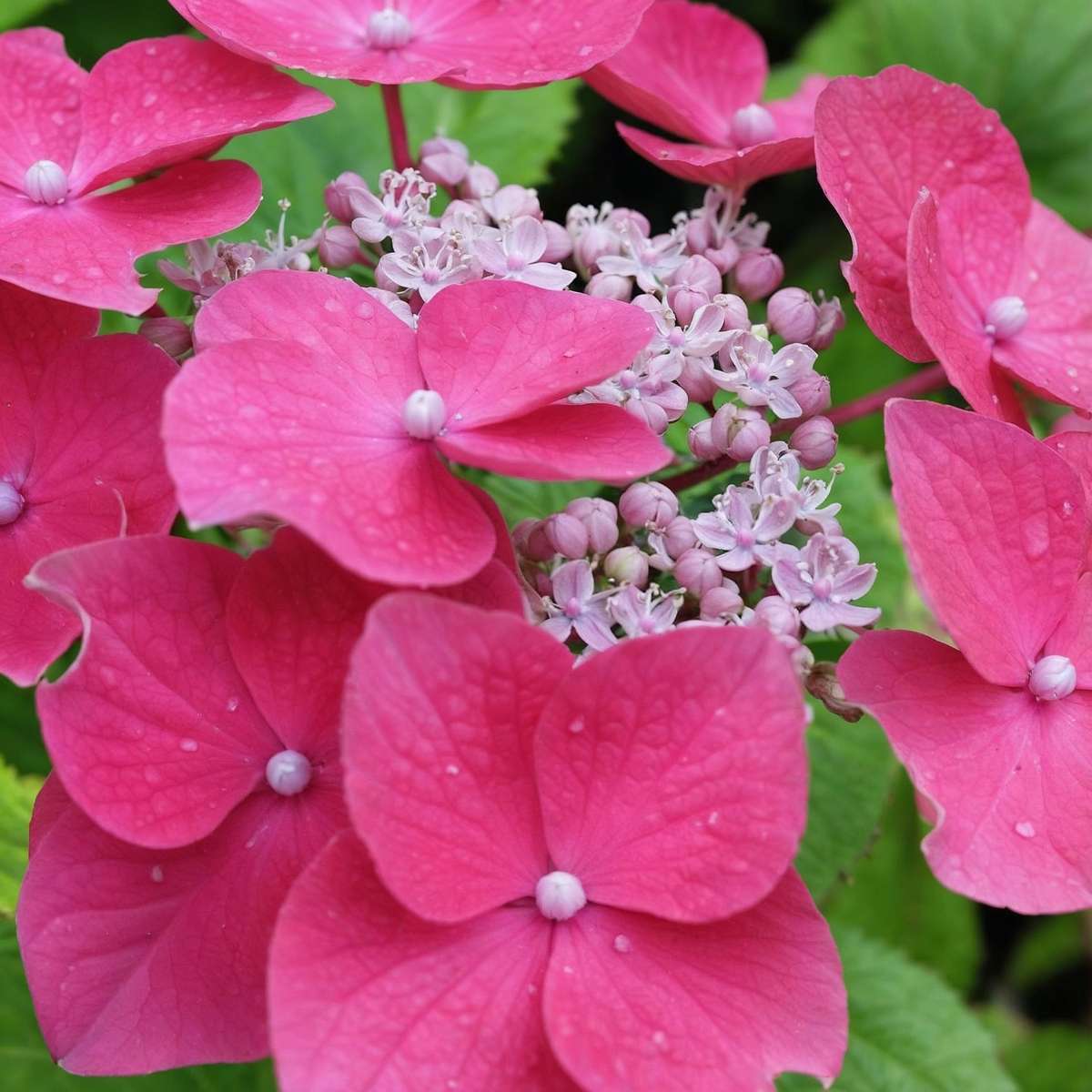 Hortensia - Set de 3 - Hydrangea macrophylla - Hauteur 25-40cm - ⌀9cm