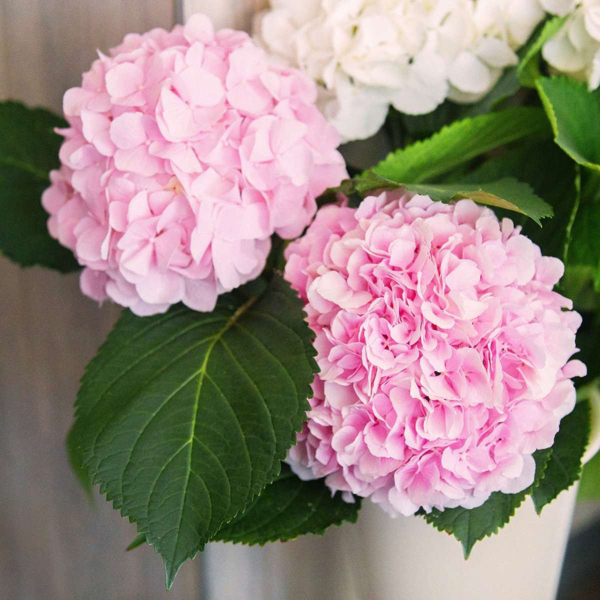 Hortensia - Set de 3 - Hydrangea macrophylla 'Red Bull' - Hauteur 25-40cm - ⌀9cm