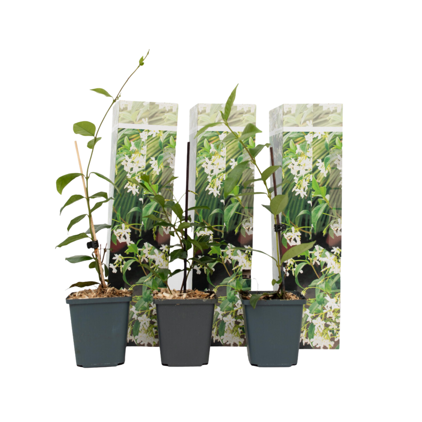 Star of Jasmine - 3 pcs. - Trachelospermum jasminoides - Height 25-40cm - ⌀9cm