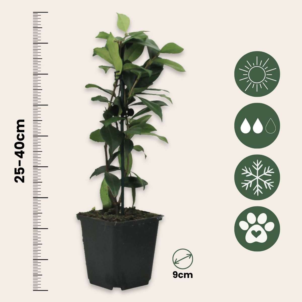 Star of Jasmine - 3 pcs. - Trachelospermum jasminoides - Height 25-40cm - ⌀9cm