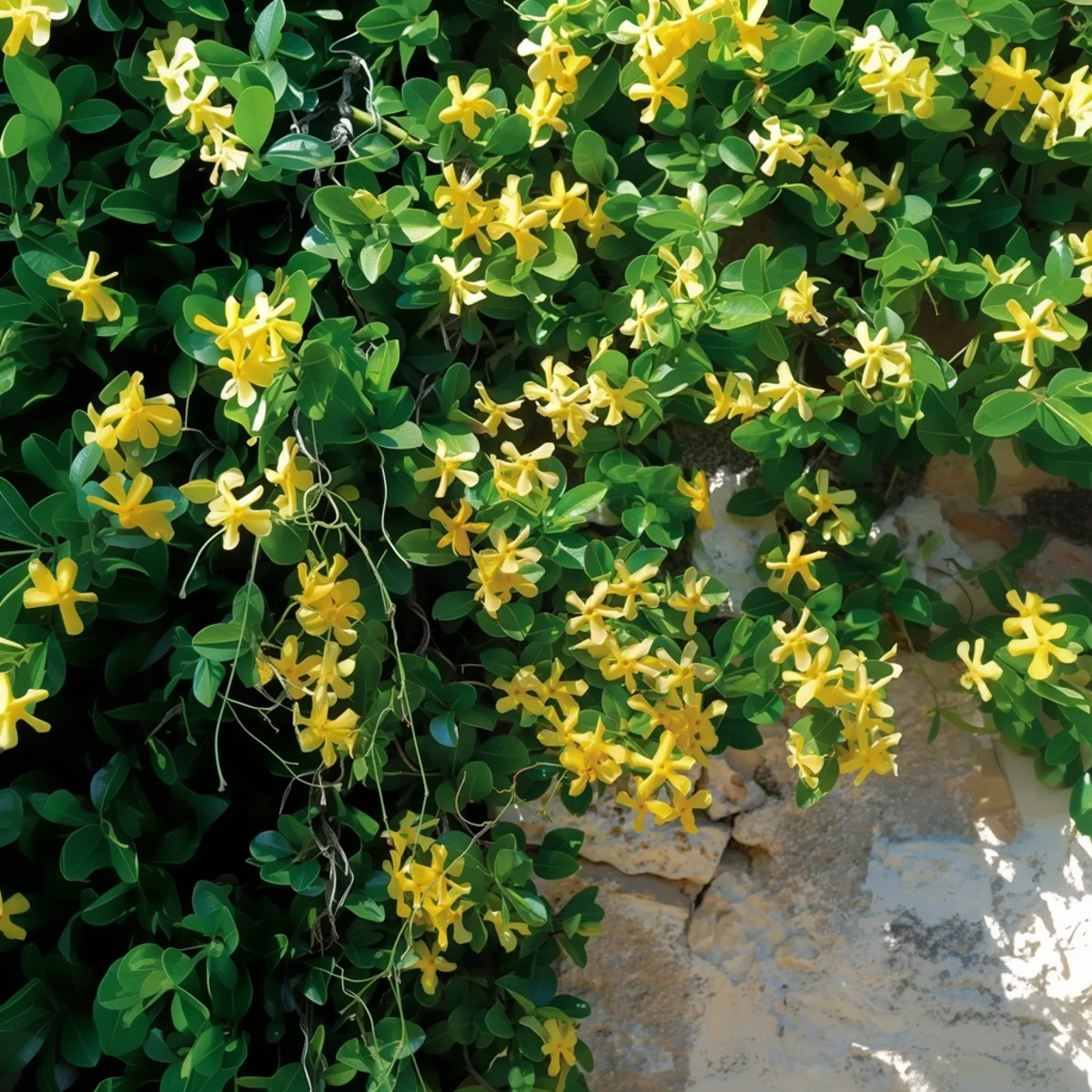 Star of Jasmine - 2 pcs. - Trachelospermum jasminoides - H110-120cm - ⌀17cm