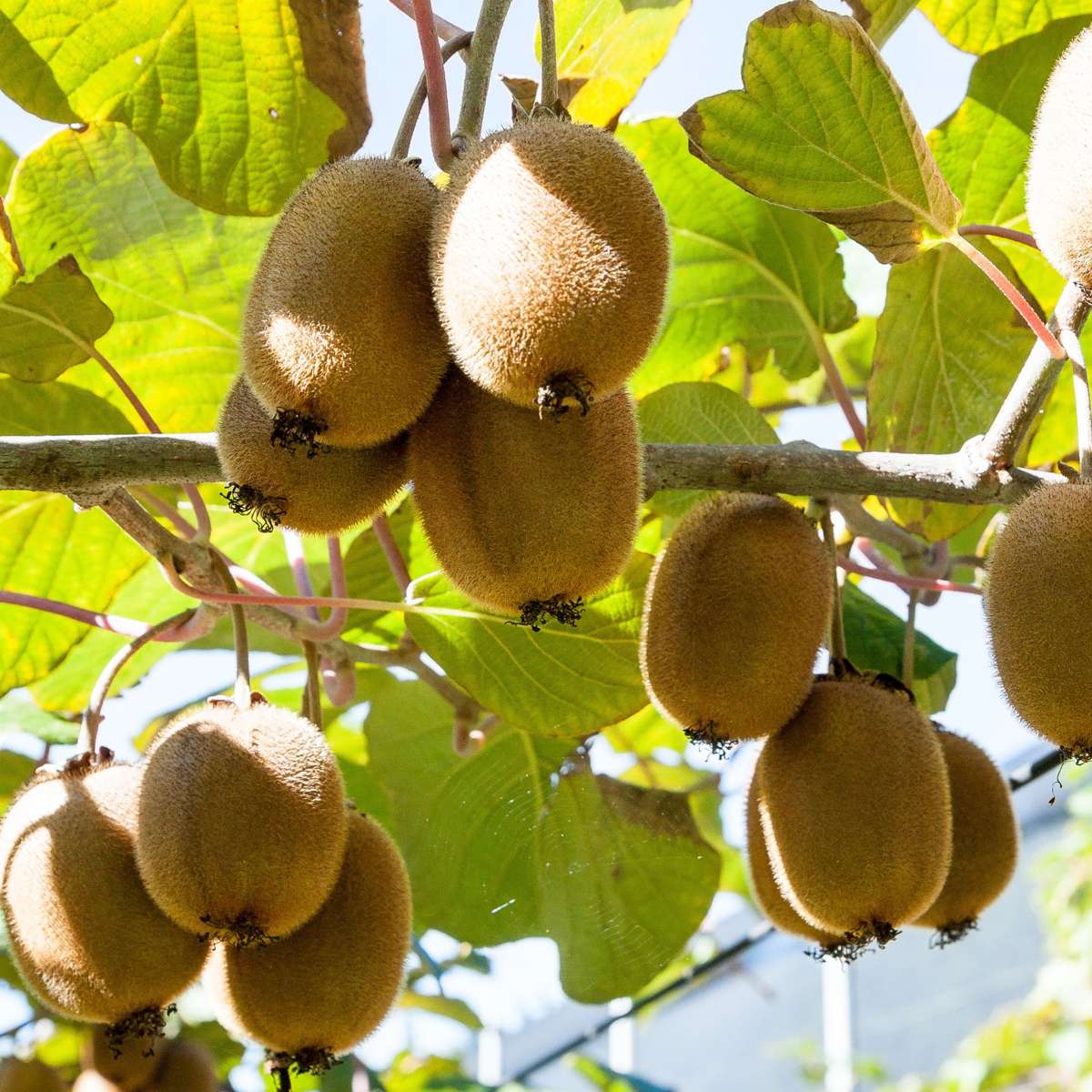 Kiwi - Set de 3 - Actinidia deliciosa 'Jenny' - Hauteur 20-40cm - ⌀9cm