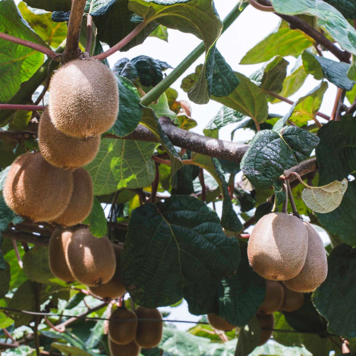 Kiwi - Set de 3 - Actinidia deliciosa 'Jenny' - Hauteur 20-40cm - ⌀9cm