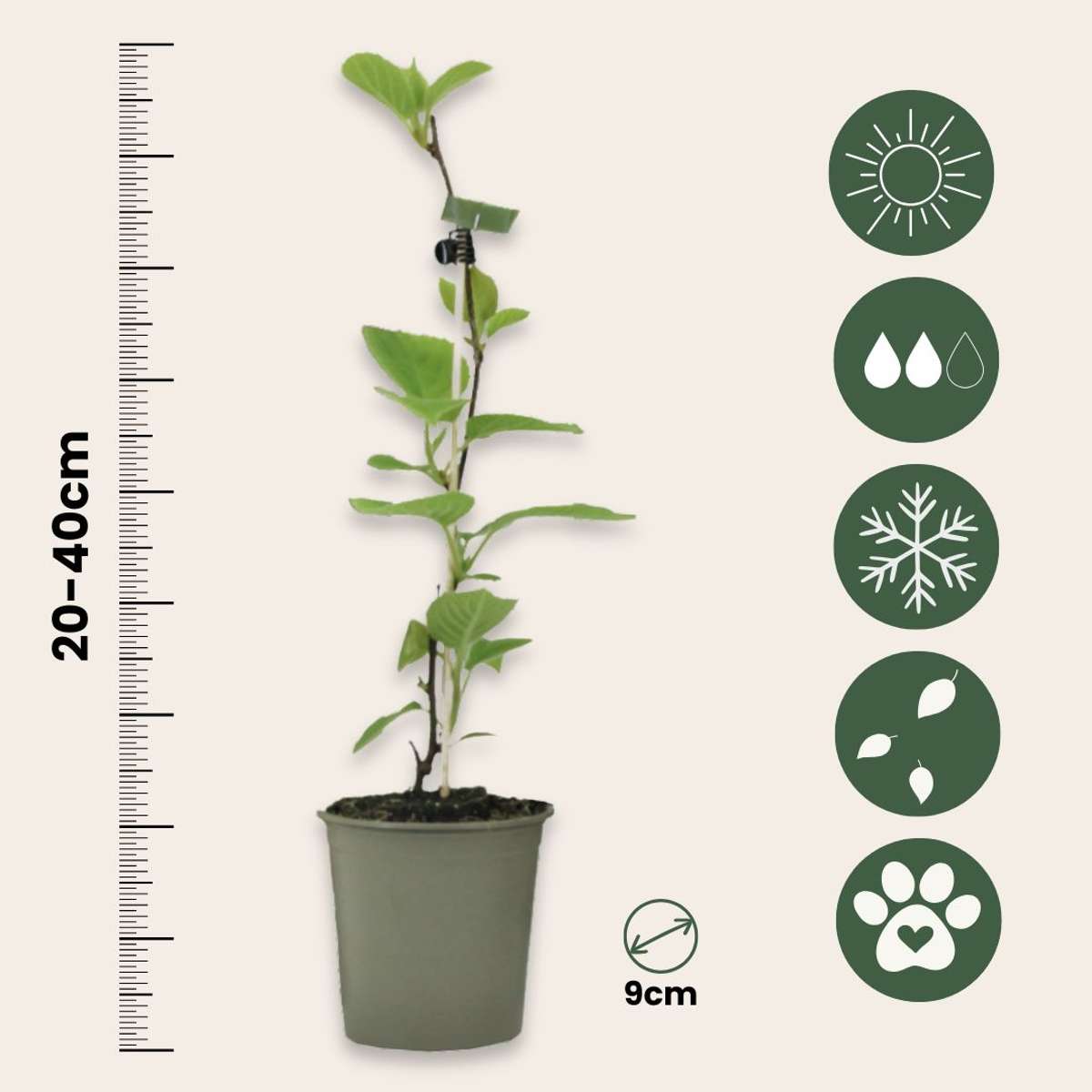 Kiwi - Set de 3 - Actinidia deliciosa 'Jenny' - Hauteur 20-40cm - ⌀9cm