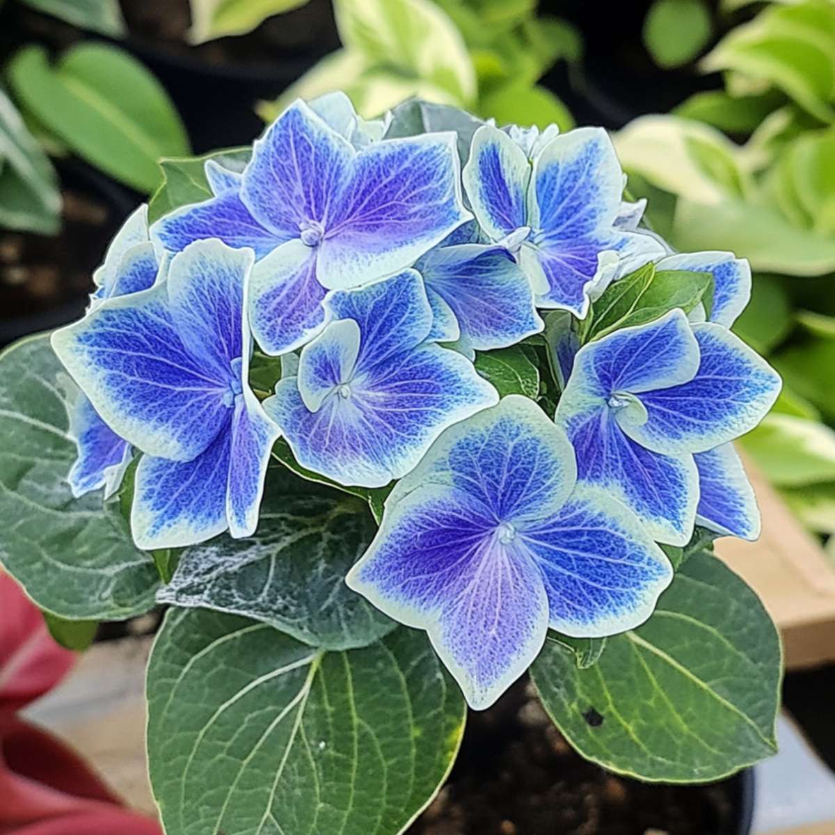 Hortensia - Set de 6 - Hydrangea macrophylla 'Bavaria' - Hauteur 25-40cm - ⌀9cm