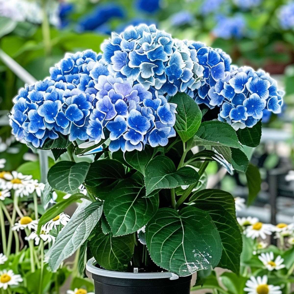 Hortensia - Set de 6 - Hydrangea macrophylla 'Bavaria' - Hauteur 25-40cm - ⌀9cm