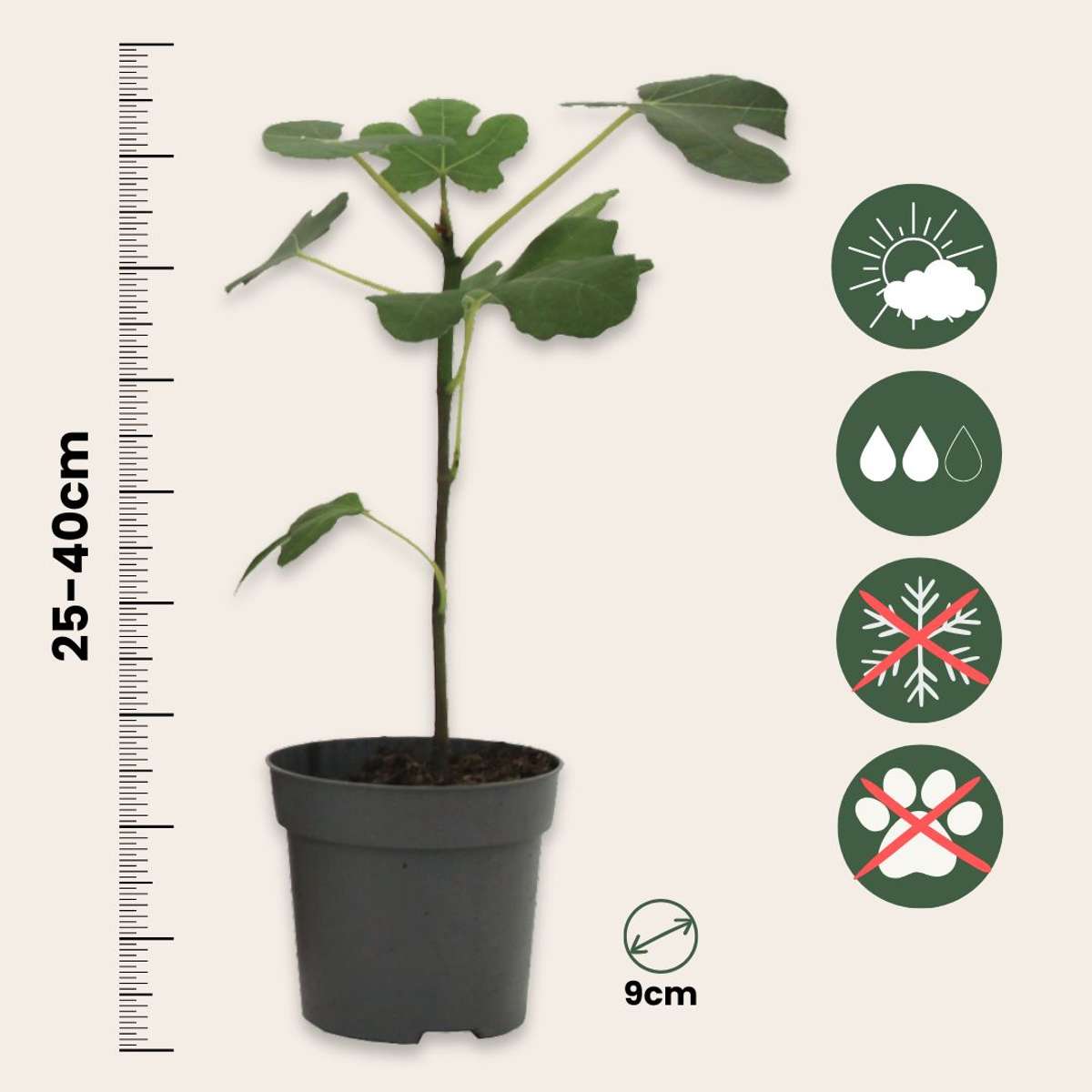 Mélange d'arbres fruitiers - Set de 8 - Hauteur 25-40cm - ⌀9cm