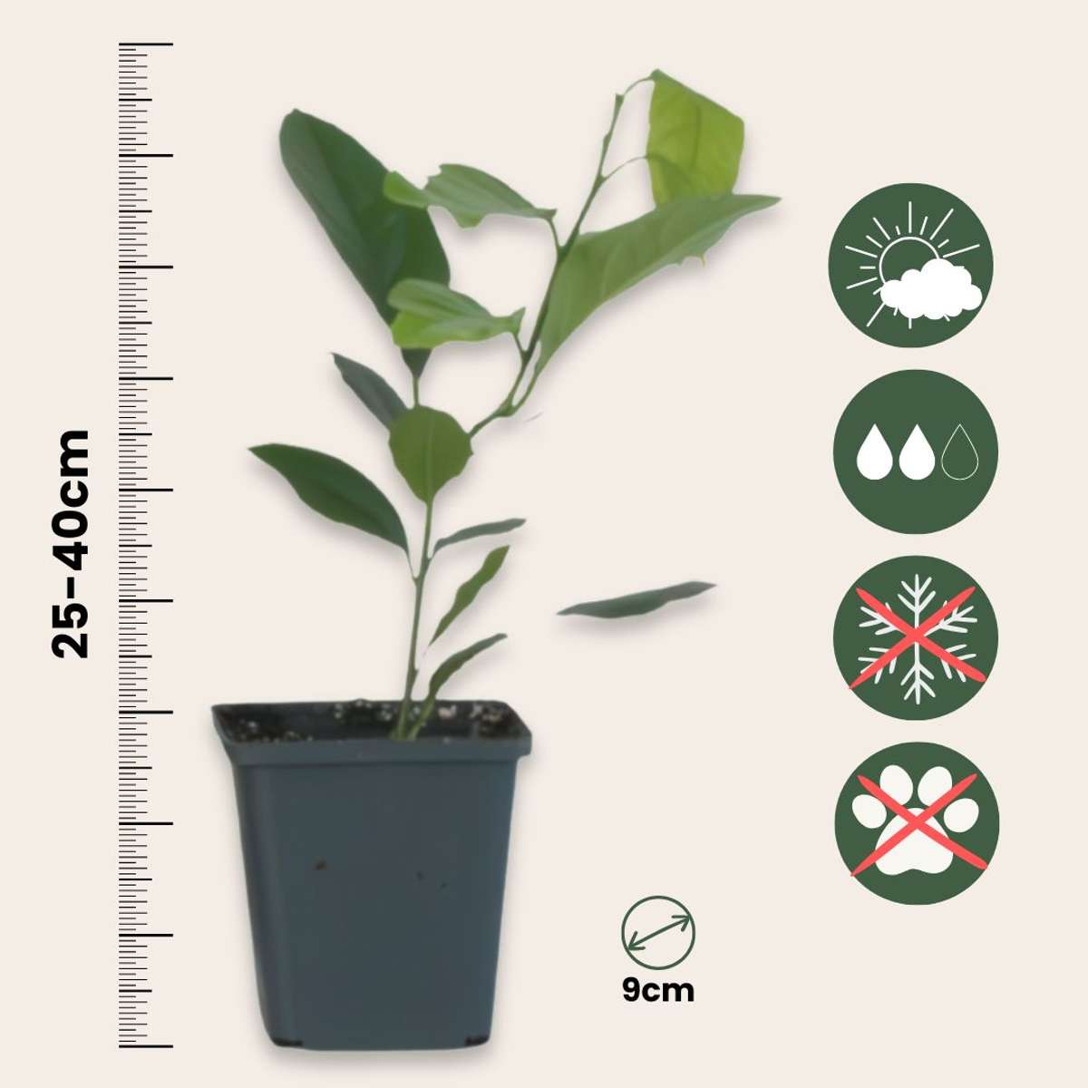 Lemon tree - 3 pcs - Citrus limon - Height 25-40cm - ⌀9cm
