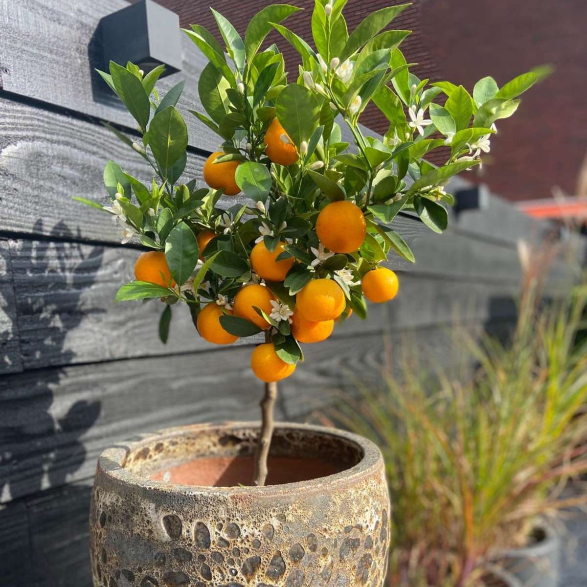 Oranger - Lot de 3 - Citrus mitis Calamondin - Hauteur 25-40cm - ⌀9cm
