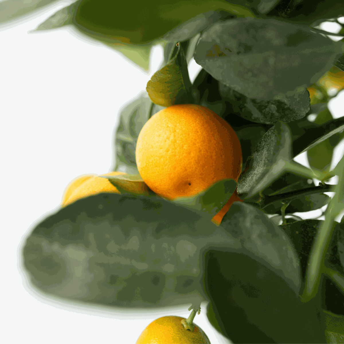 Oranger - Lot de 3 - Citrus mitis Calamondin - Hauteur 25-40cm - ⌀9cm
