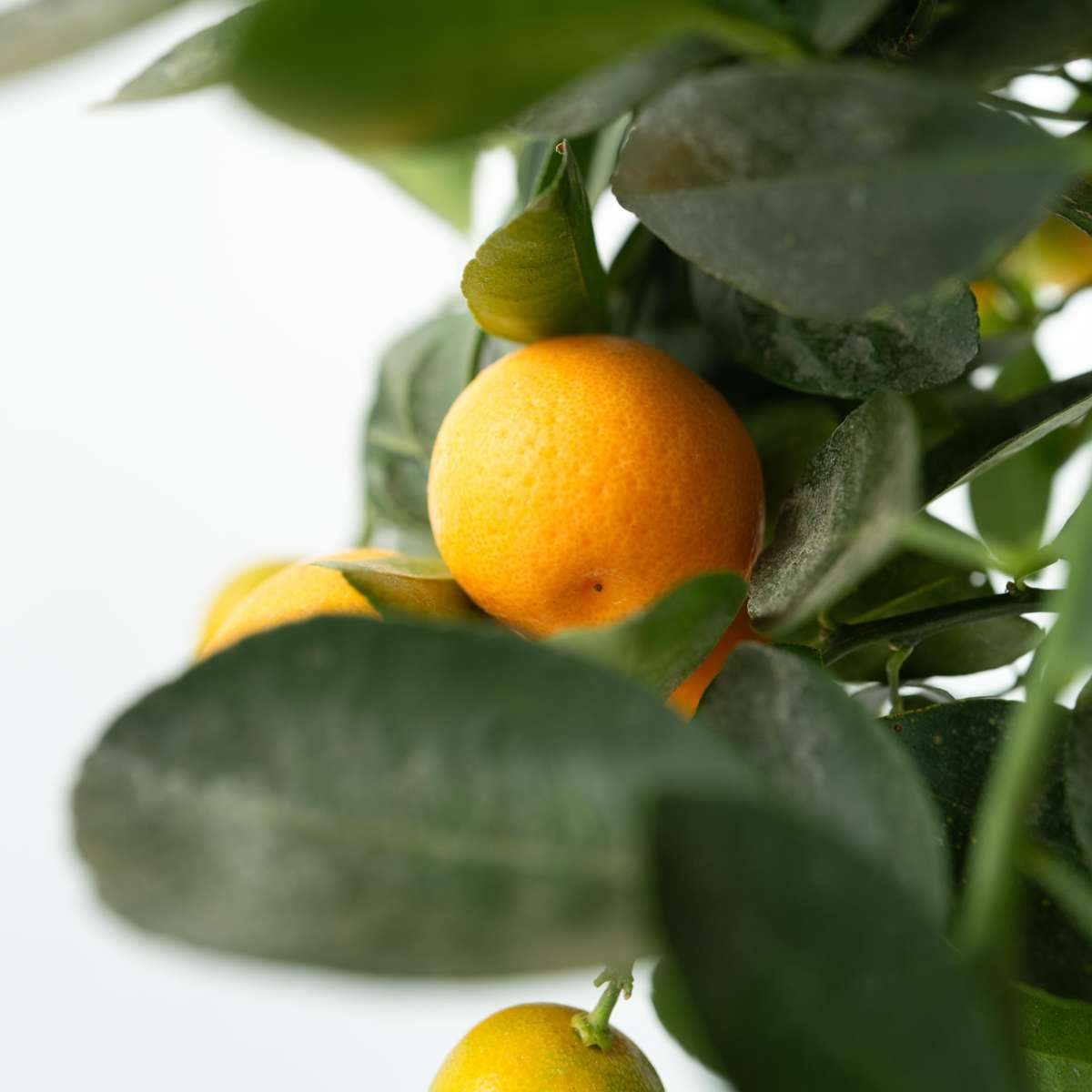 Citronnier - Citrus mitis 'Calamondin' - Hauteur 55-65cm - ⌀19cm