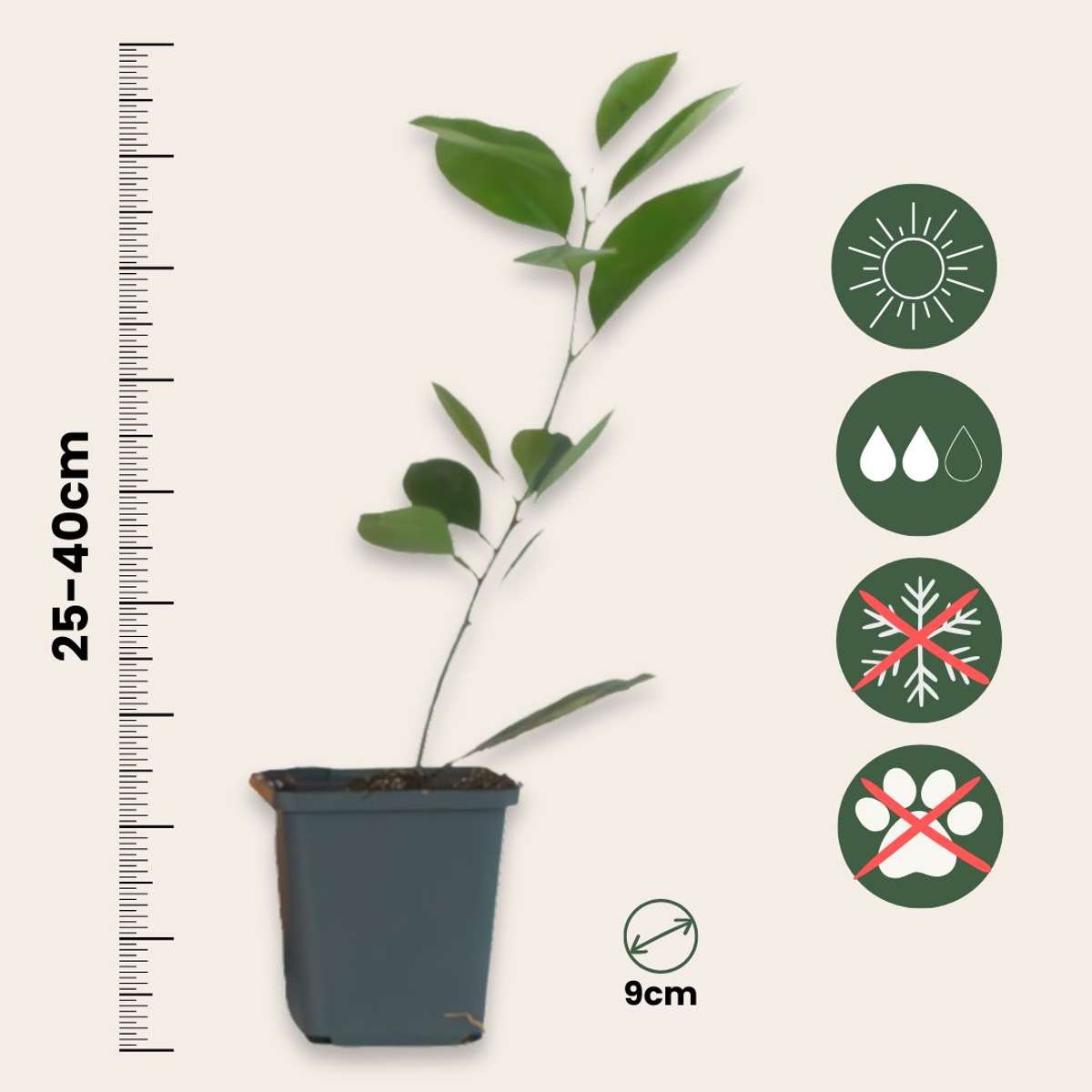Oranger - Lot de 3 - Citrus mitis Calamondin - Hauteur 25-40cm - ⌀9cm