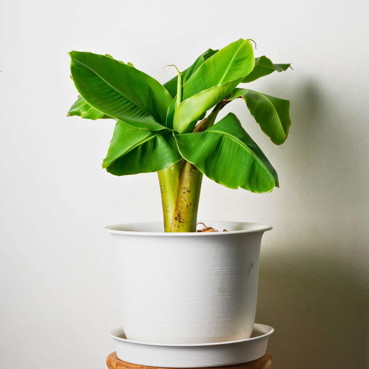 Bananier du Japon - Set de 2 - Musa basjoo - Hauteur 25-40cm - ⌀9cm