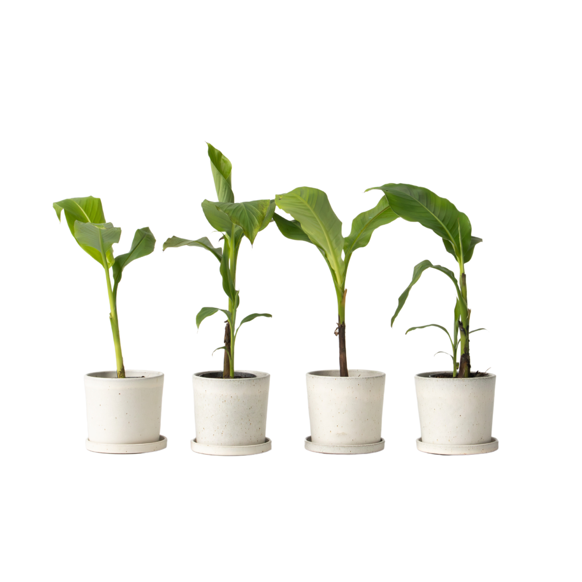 Bananier du Japon - Set de 4 - Musa basjoo - Hauteur 25-40cm - ⌀9cm