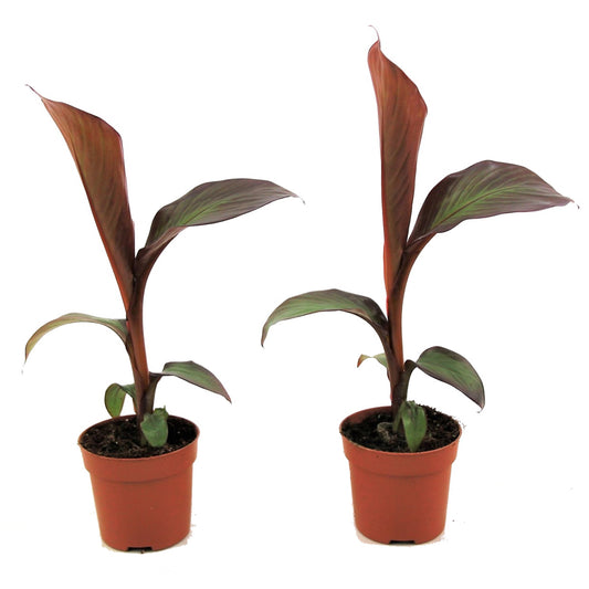 Banane ornementale - Set de 2 - Ensete ventricosum 'Maurelli' - H20-30cm - ⌀9cm